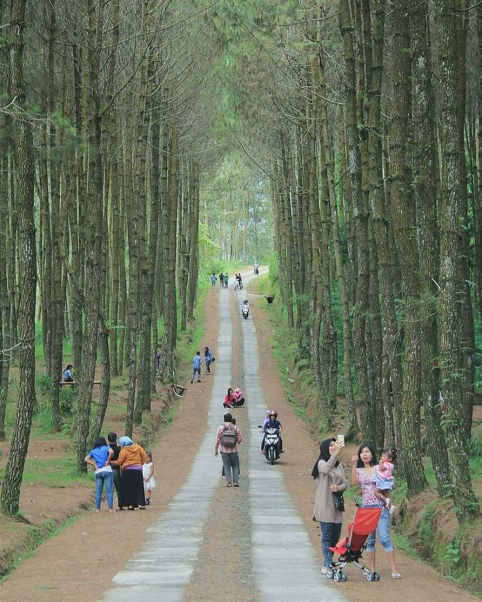 Hutan Pinus Kragilan